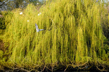 Wall Mural - Grey Heron or Ardea Cinerea in flight over a lake and building a nest