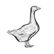 Hand Drawn Graphic goose on a white background. Good for logo.