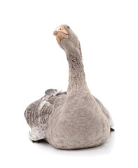 Wall Mural - Beautiful gray goose.