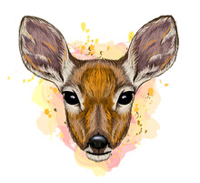 Deer. Color, Graphic, Hand-drawn Portrait Of A Cute Deer Looking Ahead On A White Background With Blots. Wall Stickers	
