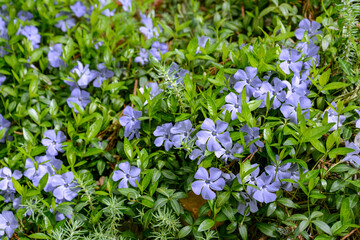 Wall Mural - blue periwinkle flowers in the garden