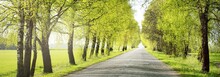 An Empty Alley (single Lane Rural Road) Through The Green Deciduous Trees. Latvia. Spring Landscape. Bicycle, Sport, Nordic Walking Concepts