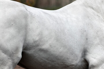 Close up of grey horse back and belly.