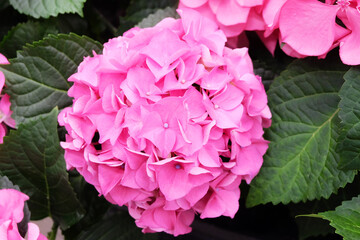 Wall Mural - Bright pink hydrangea in the garden, horizontal orientation, selective focus.