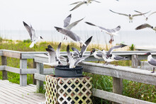 A Large Group Of Gulls Stealing Food From A Garbage Can.