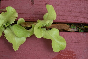 Wall Mural - Lettuce