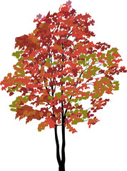 Wall Mural - red and green maple tree isolated on white