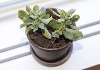 Sticker - Closeup shot of succulent houseplant in a pot