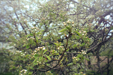 Poster - Delicate white apple blossom. Spring holiday card