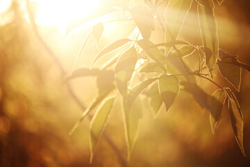 Sun rays coming through foliage at sunset time