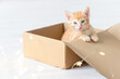 © Наталия Бражник - cute funny ginger cat kitten play in the box face close-up. with christmas decorations lights concept of new year and christmas.High quality photo