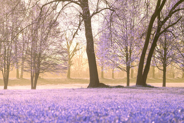 Wall Mural - summer blooming park infrared shooting
