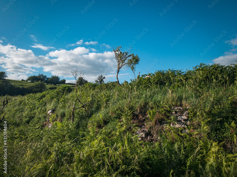 Grass and sky