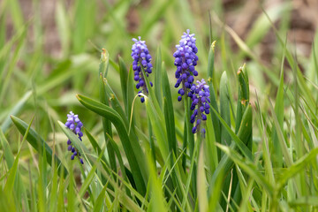 Sticker - The grape hyacinth (Muscari ) In the United States, they are also commonly referred to as bluebells