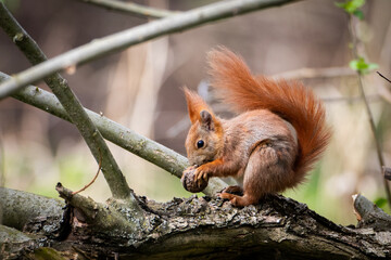 Wall Mural - red squirrel on a tree