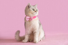 Beautiful White British Cat In A Pink Bow Tie, Sits On A Pink Background, Looks Sideways