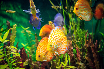 fish swimming in aquarium