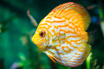 yellow tang fish