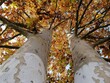 Autumn colors. An old plane tree ( Platanus ) in the park. View of the tree, branches and canopy. Sky in the background.