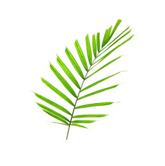 Wall Mural - Tropical palm leaf isolated on white background. Small palm leaf for bouquet decoration