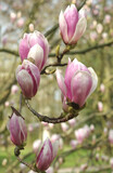 Fototapeta Desenie - Blossoms of a magnolia tree