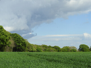 Wall Mural - Grassy farmland with trees and cloudy sky