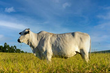 Wall Mural - Nelore cow on pasture with blue sky