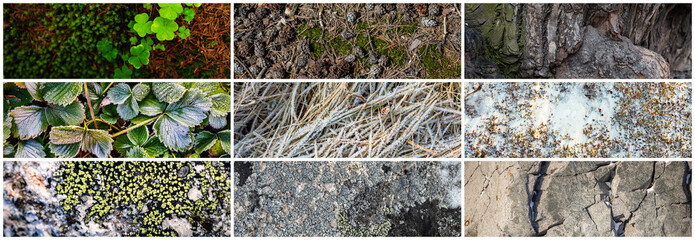 Wall Mural - Set of natural textures. Nature objects close-up: trunks and bark of trees, foliage of plants, surface of stones, grass and lichen, hoarfrost and snow. Collection of panoramic backgrounds for design.