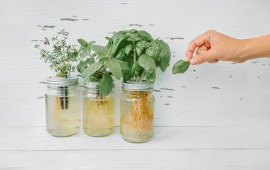 Herb harvest at home while cooking. Woman picking fresh basil leaf from growing herbs plants in hydroponic kratky jars system. Edible plant leaves. Basil, mint, thyme.