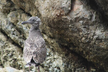 Selective Focus Shot Of A Seagull Chick Perched On Rock
