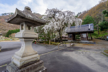 Wall Mural - 浄運寺