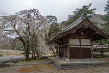 Wall Mural - 浄運寺