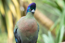 Purple-crested Turaco Is The National Bird Of The Kingdom Of Swaziland. A Bulky, Iridescent Bird Clad In Deep Purple, Blue, Green, And Olive Washed With Pink. Found Here In Cape Town, South Africa.
