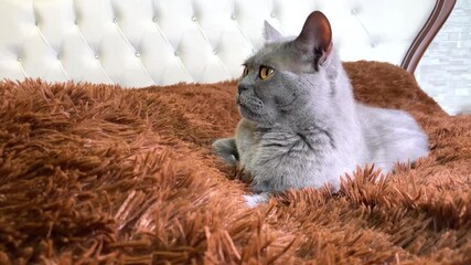 Wall Mural - Grey british cat with yellow eyes lying on old fashioned bed with brown fur and looking around