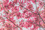 Fototapeta Do pokoju - Looking up through the canopy of blooming dogwood blossoms