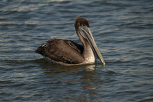 Brown Pelican On The Beach