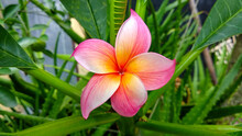 A Single Red Plumeria Flower That Blooms Among The Green Leaves