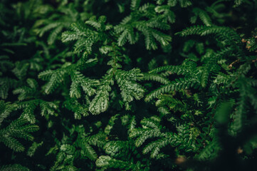  green fern background