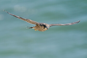 Wall Mural - Peregrine falcon (Falco peregrinus)