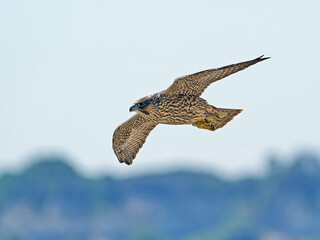 Wall Mural - Peregrine falcon (Falco peregrinus)