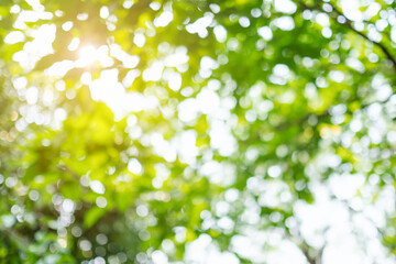 Wall Mural - Abstract green bokeh of trees, blurred nature background