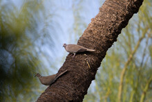 Eurasian Collared Dove (Streptopelia Decaocto) A Pair Of Eurasian Collared Doves Isolated On The Trunk Of A Palm Tree