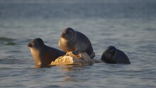 Seal Nerpa Bask On Stone At Sunny Day On Baikal Lake. Three Pusa Sibirica Animals Sunbathe Rest