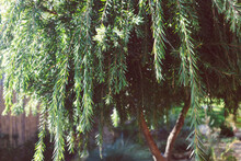 Native Australian Callistemon Viminalis (weeping Bottlebrush) Tree Outdoor In Sunny Backyard
