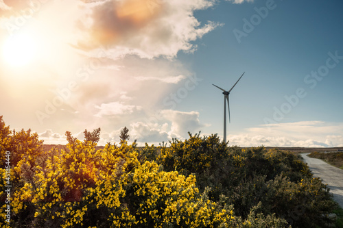 Yellow flowers in foreground. Wind energy farm in the background. Warm sunny day. Ecological source of energy in natural environment concept. Cloudy sky. Electricity generators in a field