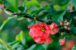 Japanese quince flowers in the evening light