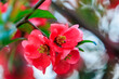 Japanese quince flowers in the evening light