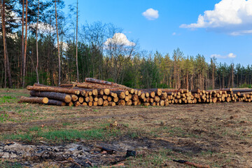 Wall Mural - Stacked tree trunks felled by the logging timber industry in pine forest