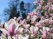Wiosenne magnolie w rozkwicie