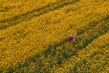 Wall Mural - Aerial view of two farmers, man and woman, working in blooming rapeseed field